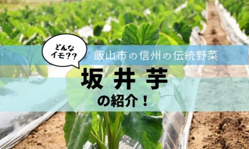坂井芋アイキャッチ