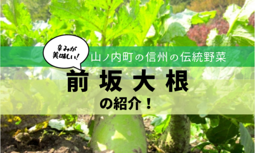 山ノ内町の伝統野菜・前坂大根を紹介します!