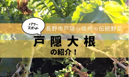 戸隠大根アイキャッチ