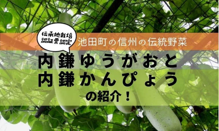 池田町の内鎌ゆうがおと内鎌かんぴょうをリサーチしました カノナの信州野菜ブログ